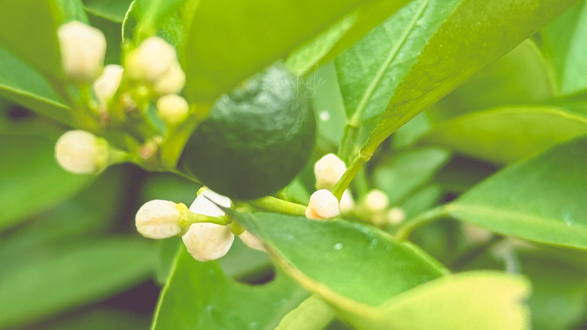 The Calamansi That Waited